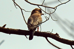 Eurystomus orientalis pacificus