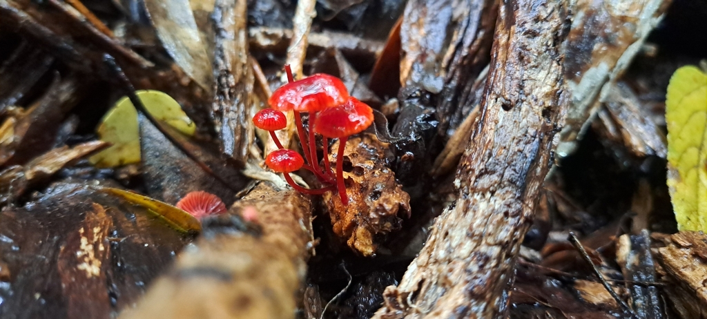 Cruentomycena viscidocruenta · March 2025 · photo: © katsinabox (iNaturalist, cc-by)