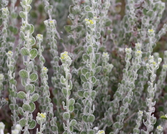 Chrysopsis floridana