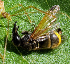 Pachodynerus guadulpensis
