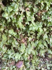 Symphyogyna hymenophyllum
