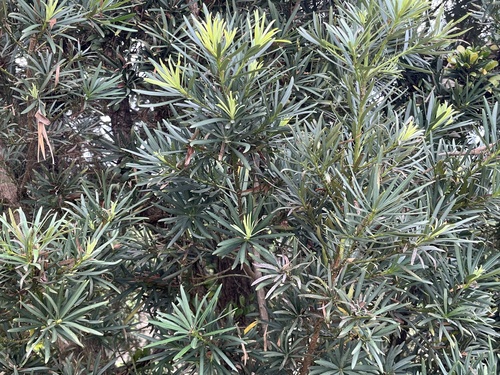 Podocarpus nakaii, photograph 3