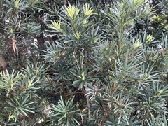 Podocarpus nakaii, photograph (c) 謝麗霦, some rights reserved (CC BY)