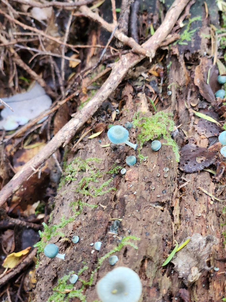 Mycena interrupta · March 2025 · photo: © squidney8 (iNaturalist, cc0)