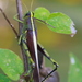 Obscure Bird Grasshopper - Photo (c) Mary Keim, some rights reserved (CC BY-NC-SA)