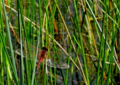 Celithemis bertha