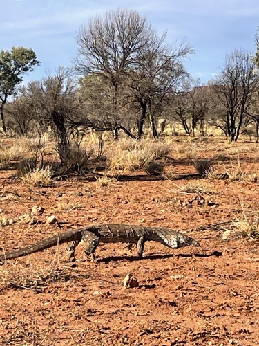Perentie