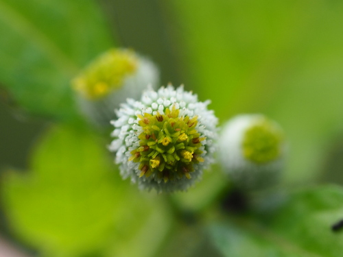 Image of Dichrocephala integrifolia by no rights reserved