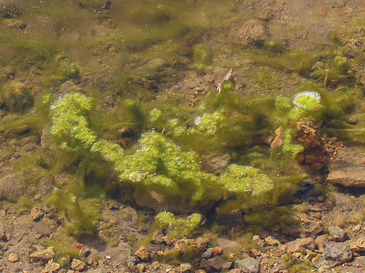 Водоросль Семейства Cladophoraceae