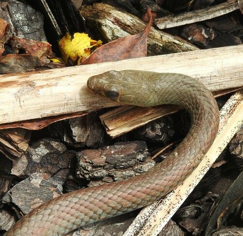 Yellow-faced Whipsnake sighting