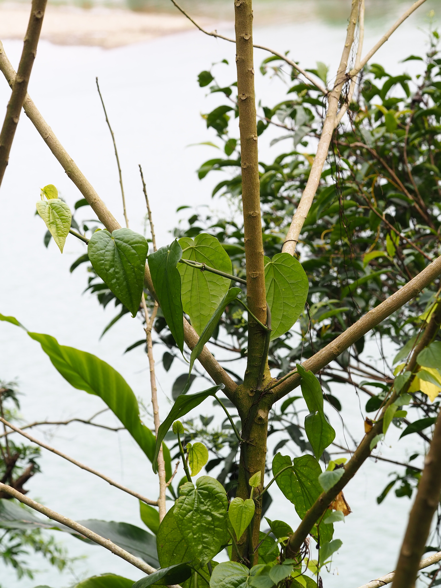 Imagem de Folha-de-betel