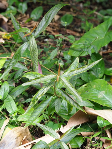 Image of Achyranthes longifolia by no rights reserved