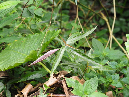 Image of Willowleaf Achyranthes (Achyranthes longifolia) by no rights reserved