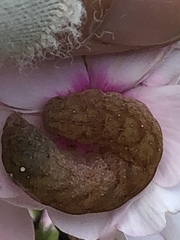 Euplexia