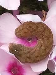 Euplexia