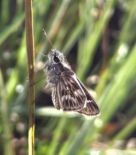 Panoquina peraea