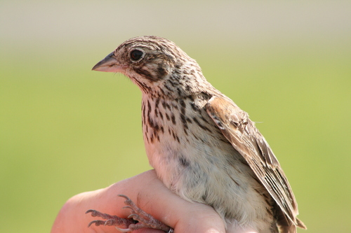 Vesper Sparrow