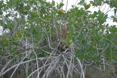Tillandsia dasyliriifolia