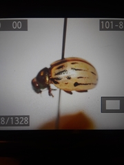 Leptinotarsa lineolata