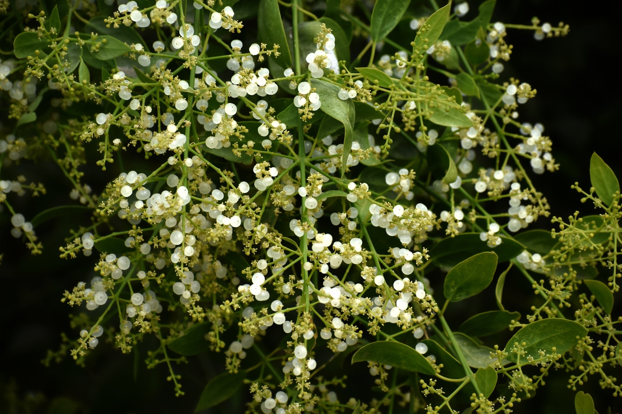toothbrush tree (Salvadora persica)  iNaturalist