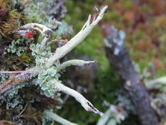 Cladonia sulphurina