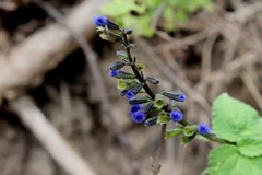 Salvia aliena