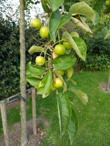 Malus tschonoskii iNat (2)