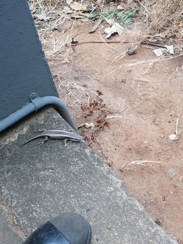 African Striped Skink, KwaDukuza, South Africa, photo 10 of 10