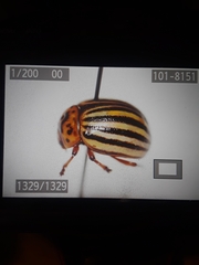 Leptinotarsa decemlineata