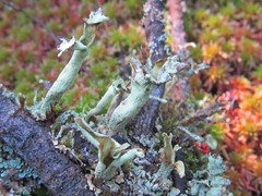 Cladonia sulphurina