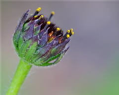Helianthus radula