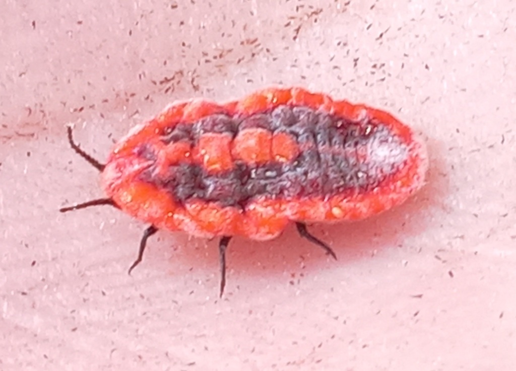Protortonia