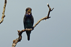 Eurystomus orientalis pacificus