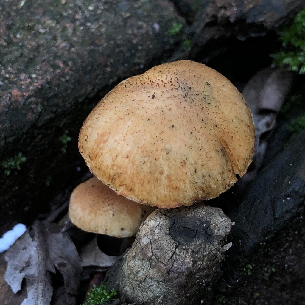 Gymnopilus dilepis · March 2025 · photo: © samb0 (iNaturalist, cc-by)