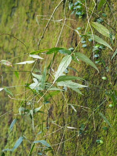 Image of Willowleaf Achyranthes (Achyranthes longifolia) by no rights reserved