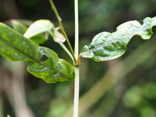 Image of Achyranthes longifolia by no rights reserved