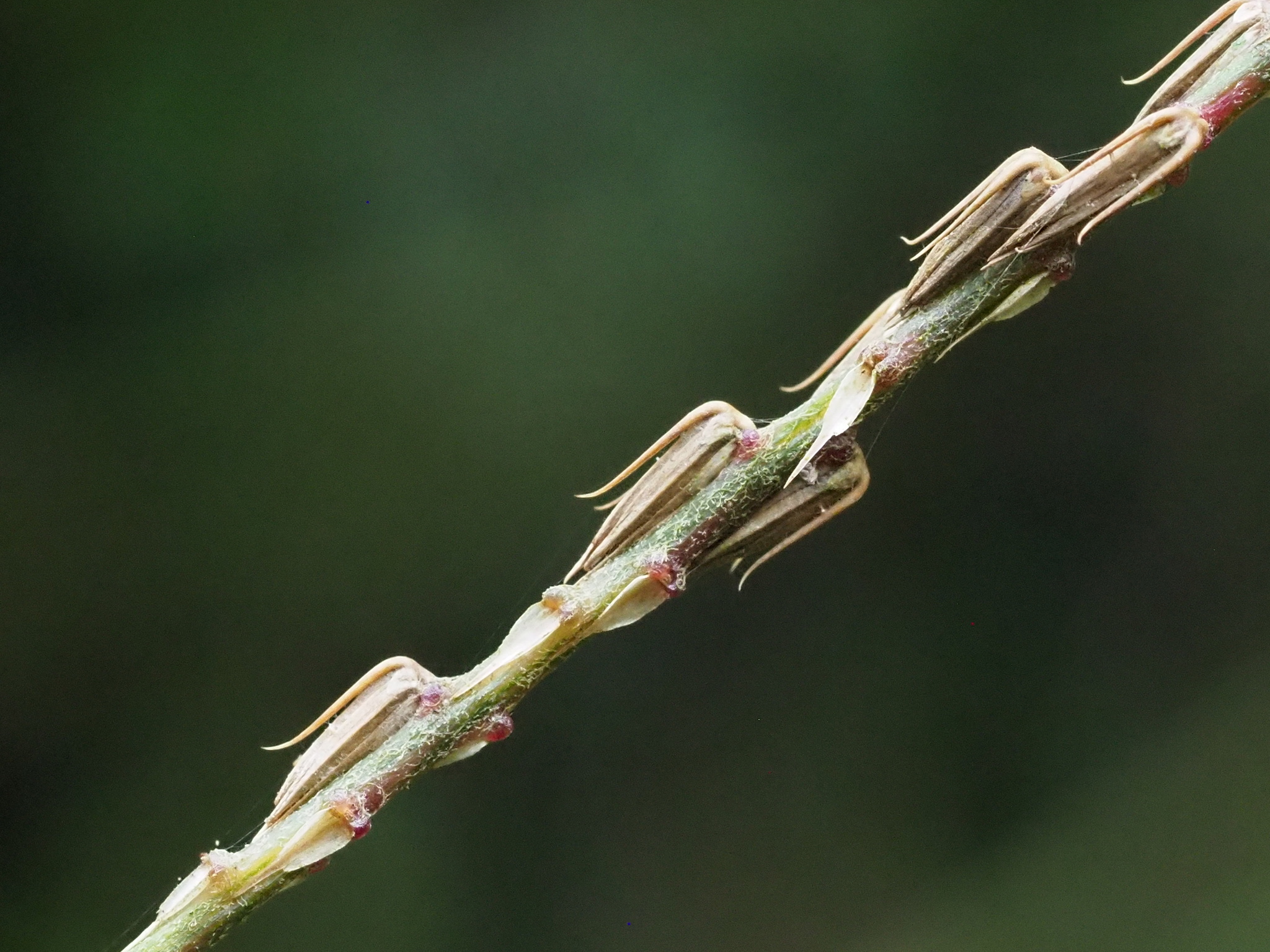 Willowleaf Achyranthes (Achyranthes longifolia)