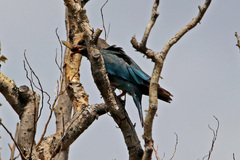 Eurystomus orientalis pacificus