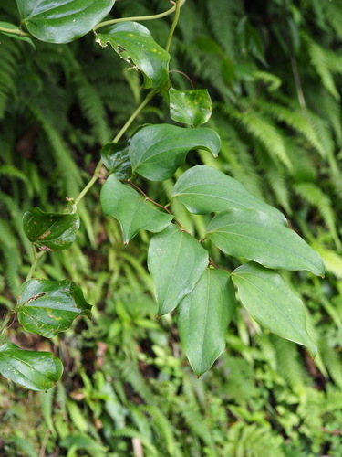 Image of Smilax bracteata by no rights reserved