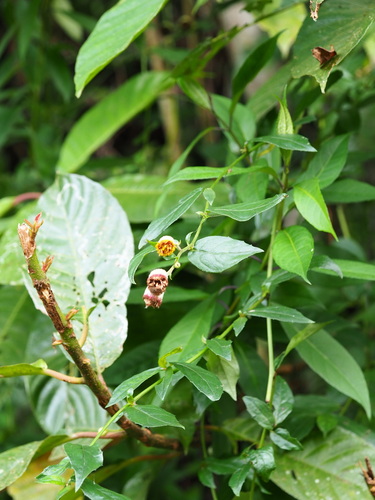 Image of Big-Flowered Blumea (Blumea megacephala) by no rights reserved