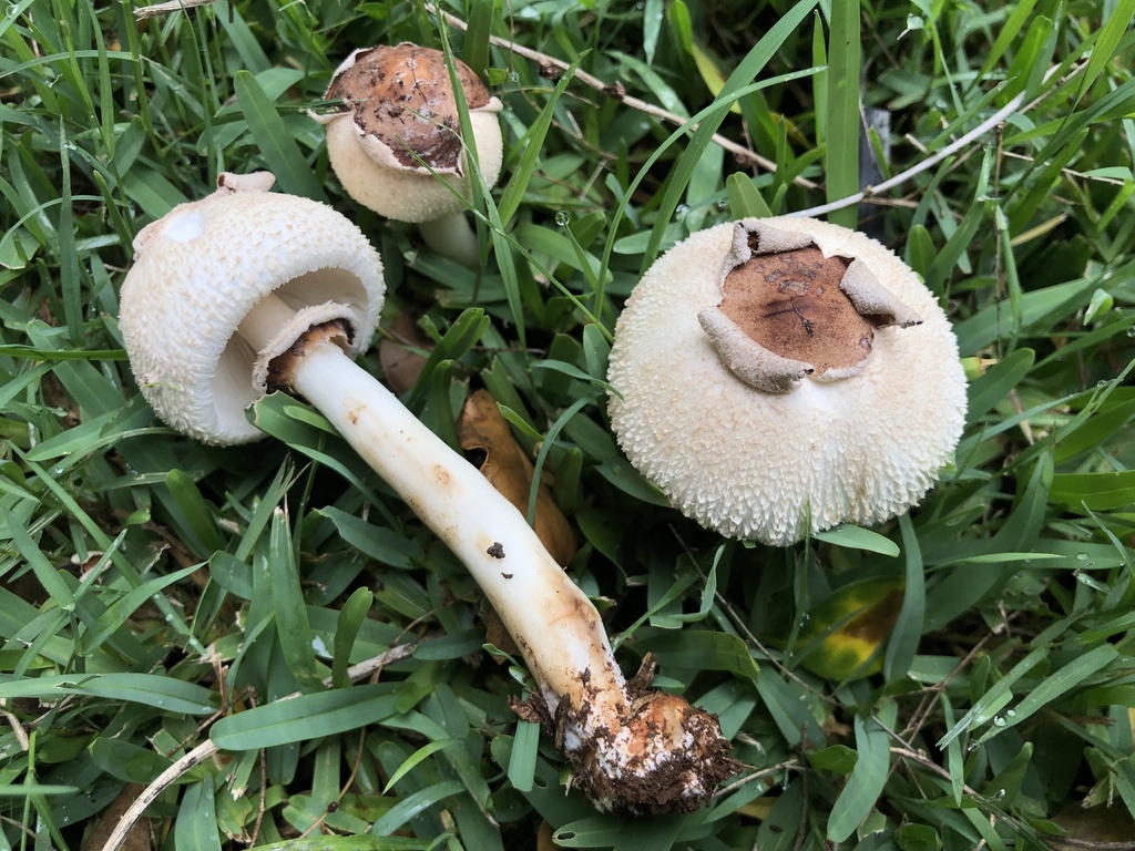 Chlorophyllum molybdites · March 2025 · photo: © samb0 (iNaturalist, cc-by)