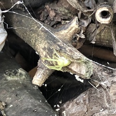 Misumessus oblongus
