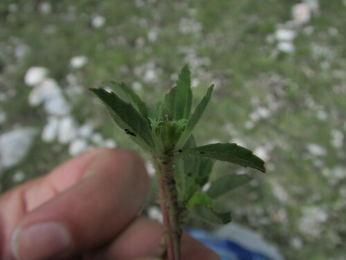 Image of Euphorbia cuphosperma by (c) Carlos Martorell, some rights reserved (CC BY)
