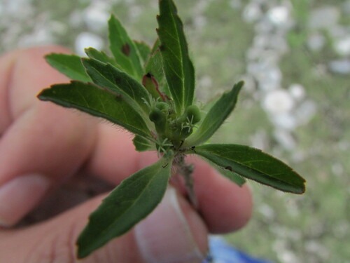 Image of Euphorbia cuphosperma by (c) Carlos Martorell, some rights reserved (CC BY)
