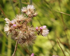 Carphephorus carnosus