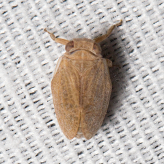 Agalmatium bilobum