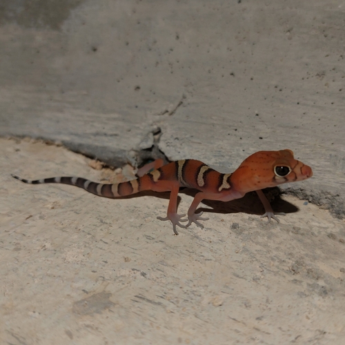 Yucatán Banded Gecko