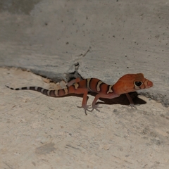 Yucatan Banded Gecko photo 5