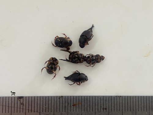 Onthophagus taeniatus