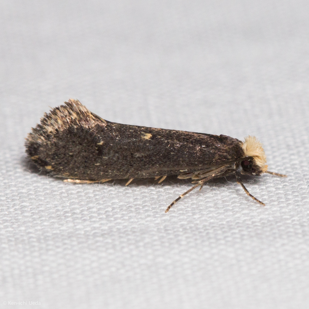 Tinea niveocapitella
